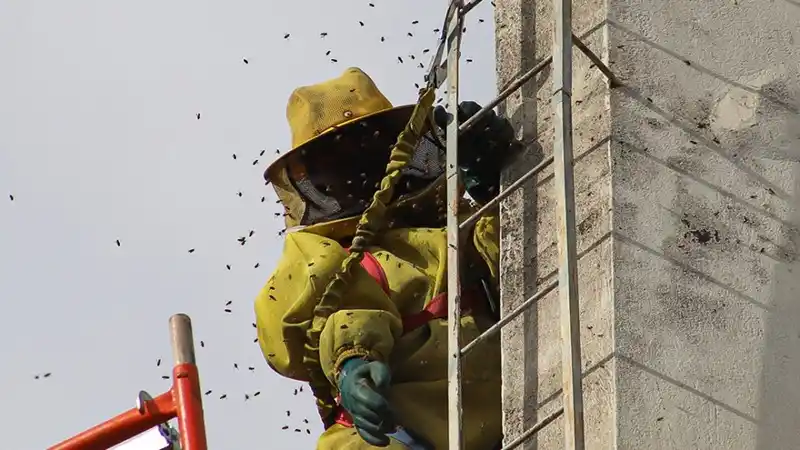 Consejos ante la presencia de enjambres de abejas en ciudades