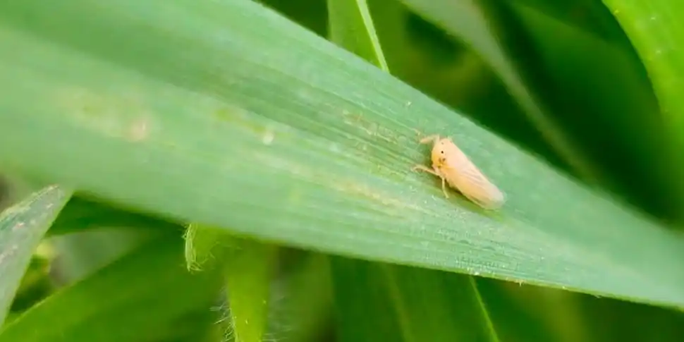CAUSA. El repunte se relaciona con una menor incidencia de dalbulus maidis.