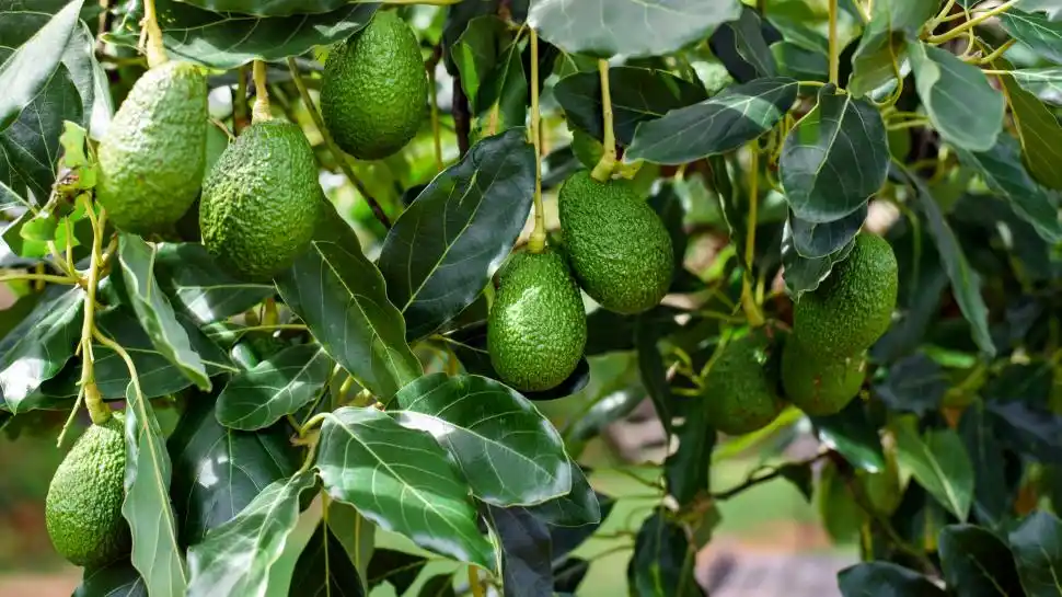 SITUACIÓN. En la Argentina, la palta ocupa el segundo lugar en importancia entre los frutales tropicales; y actualmente atraviesa una etapa de expansión sostenida con un panorama muy favorable.