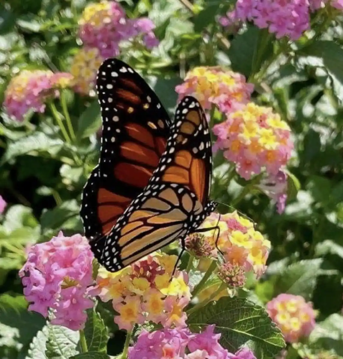 FUNDAMENTALES. Para atraer mariposas, las plantas nativas son la clave.