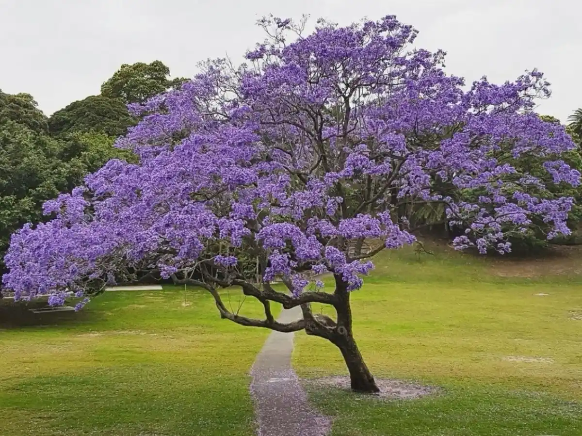 LAPACHOS. En nuestra provincia son emblemáticos y pintorescos por sus colores.