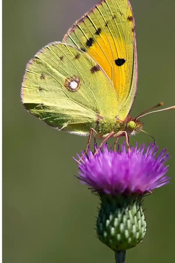 CARDO. Es una planta anual y puede alcanzar el metro de altura.