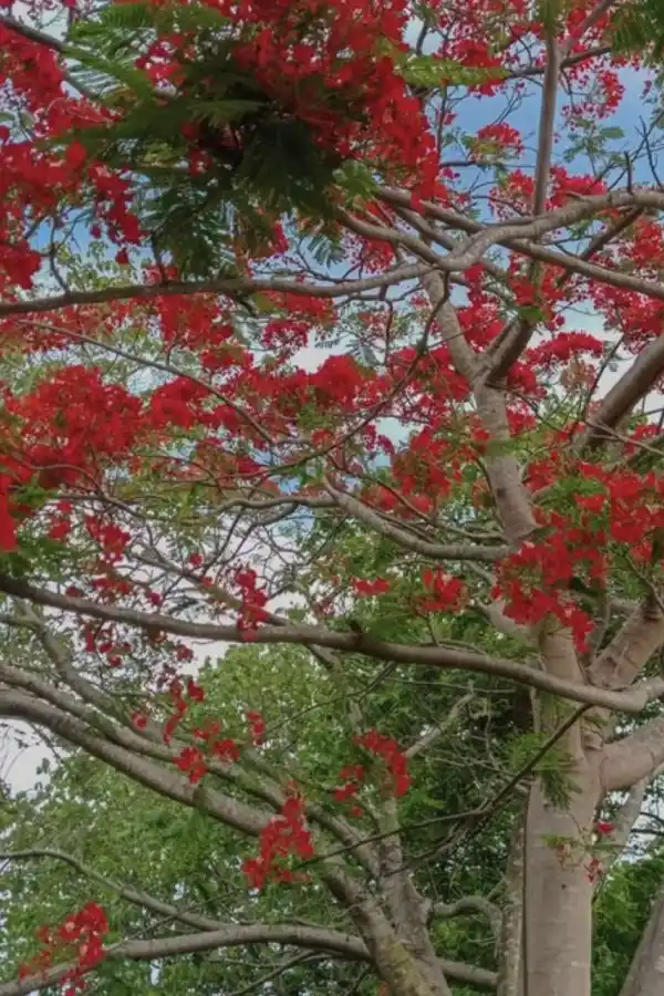 CEIBO. Es originaria del Río de la Plata y del Paraná y fue designada como la flor nacional de nuestro país.