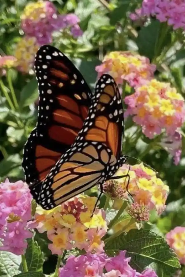 FUNDAMENTALES. Para atraer mariposas, las plantas nativas son la clave.