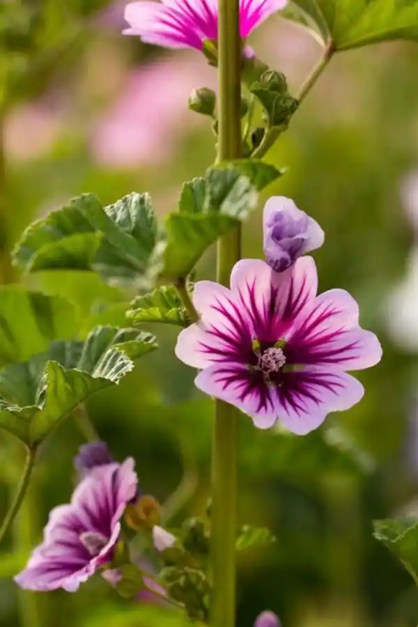 MALVA. Es una planta herbácea, de la familia Malvaceae.
