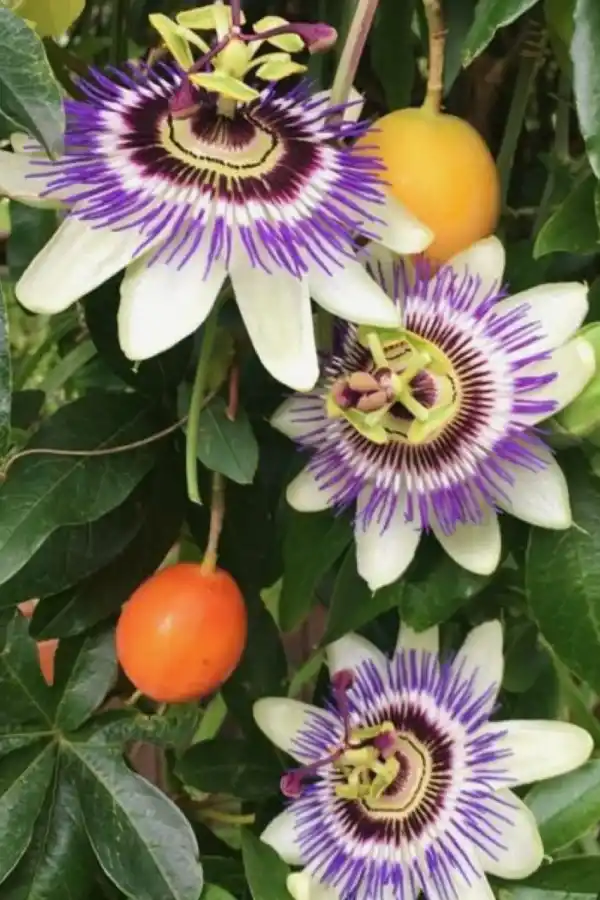 PASIFLORA. Esta planta tiene flores muy vistosas, es trepadora y algunos dicen que tiene propiedades medicinales.