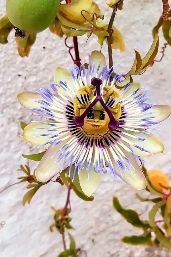 Plantas nativas: la tendencia que llena tu jardín de mariposas y colibríes
