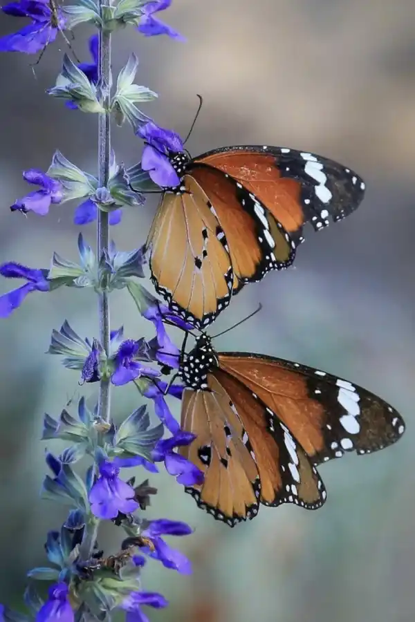 SALVIA. Se trata de una planta aromática originaria del Mediterráneo. 