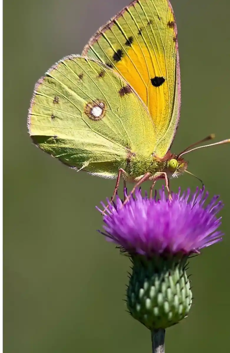 CARDO. Es una planta anual y puede alcanzar el metro de altura.