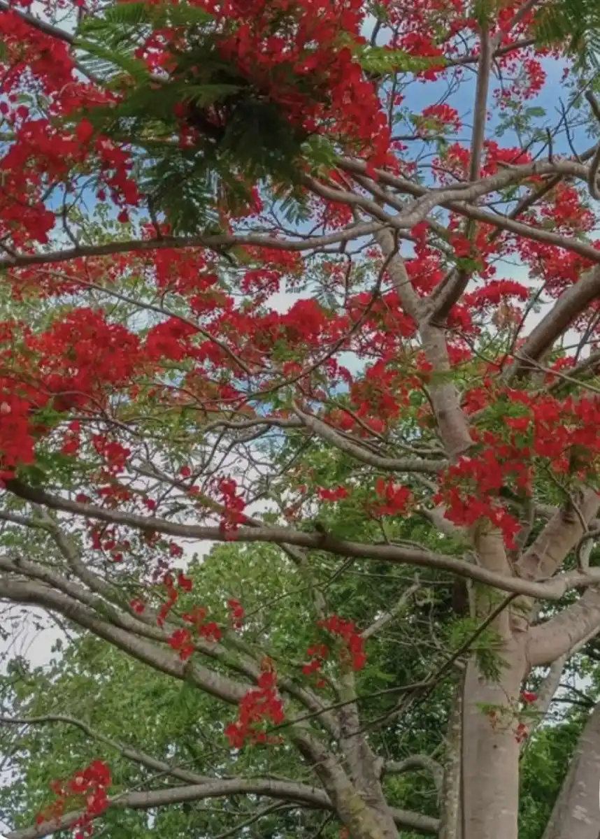 CEIBO. Es originaria del Río de la Plata y del Paraná y fue designada como la flor nacional de nuestro país.