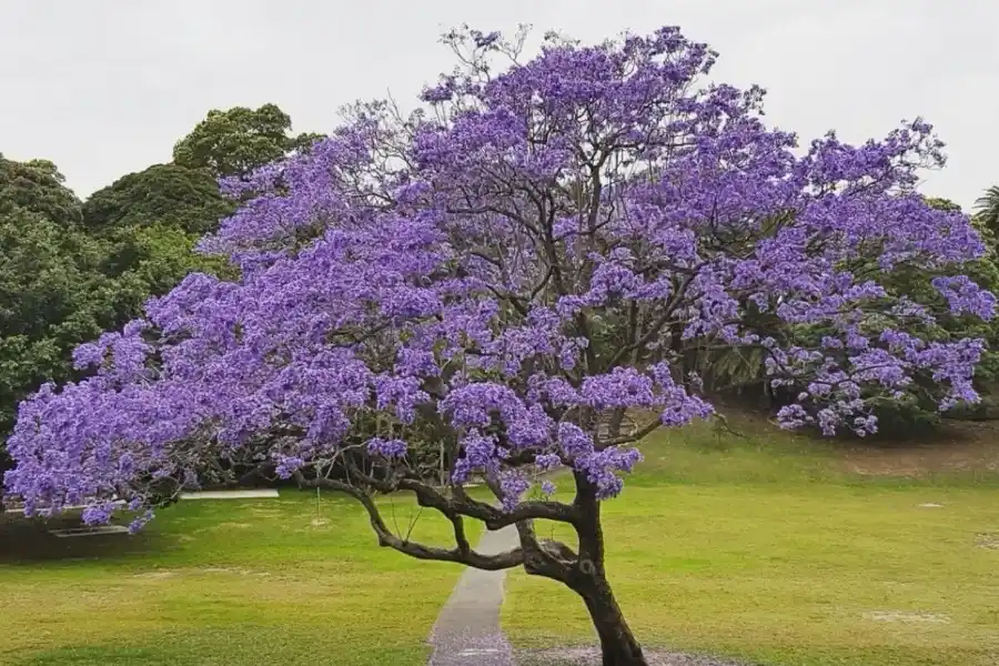 LAPACHOS. En nuestra provincia son emblemáticos y pintorescos por sus colores.