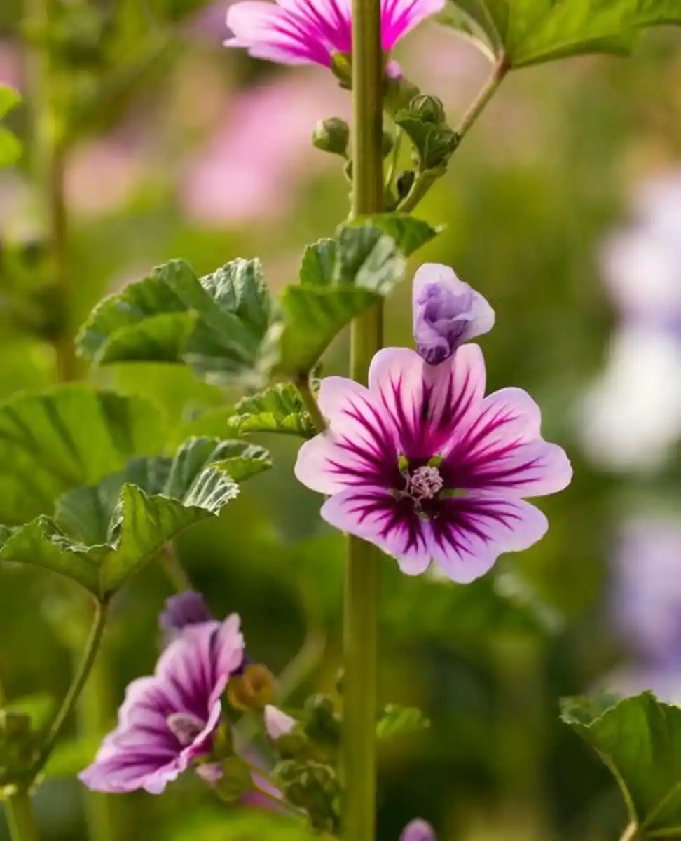 MALVA. Es una planta herbácea, de la familia Malvaceae.