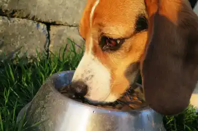 Por los más fieles: proponen eliminar impuestos de alimentos y medicamentos para mascotas