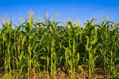 Presentan resultados de ensayos de fertilización en maíz y poroto