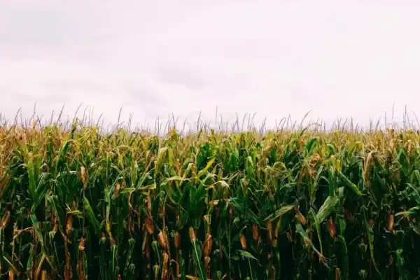 En general, el productor de maíz o poroto en campo propio este ciclo salió hecho y el que arrendaba perdió