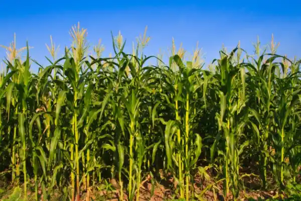 Presentan resultados de ensayos de fertilización en maíz y poroto