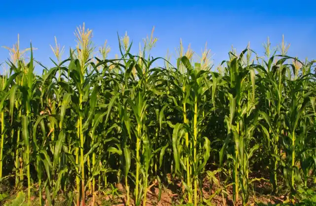 Presentan resultados de ensayos de fertilización en maíz y poroto