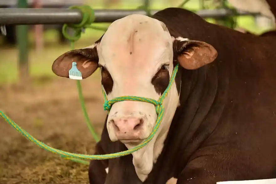 Exportación agropecuaria: genética bovina argentina llega a Panamá