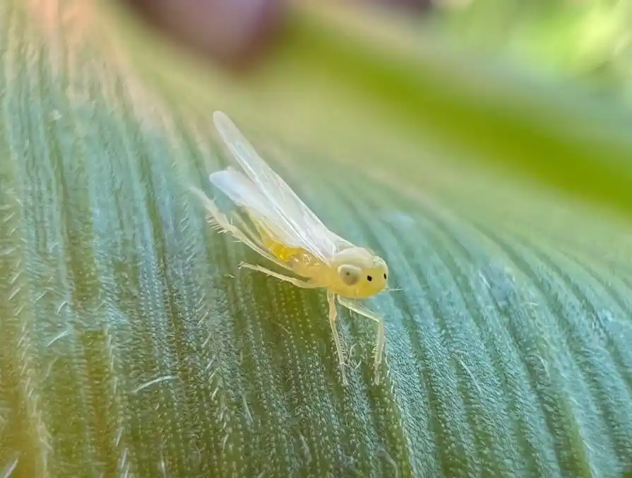 La chicharrita del maíz marcó un camino de aprendizaje