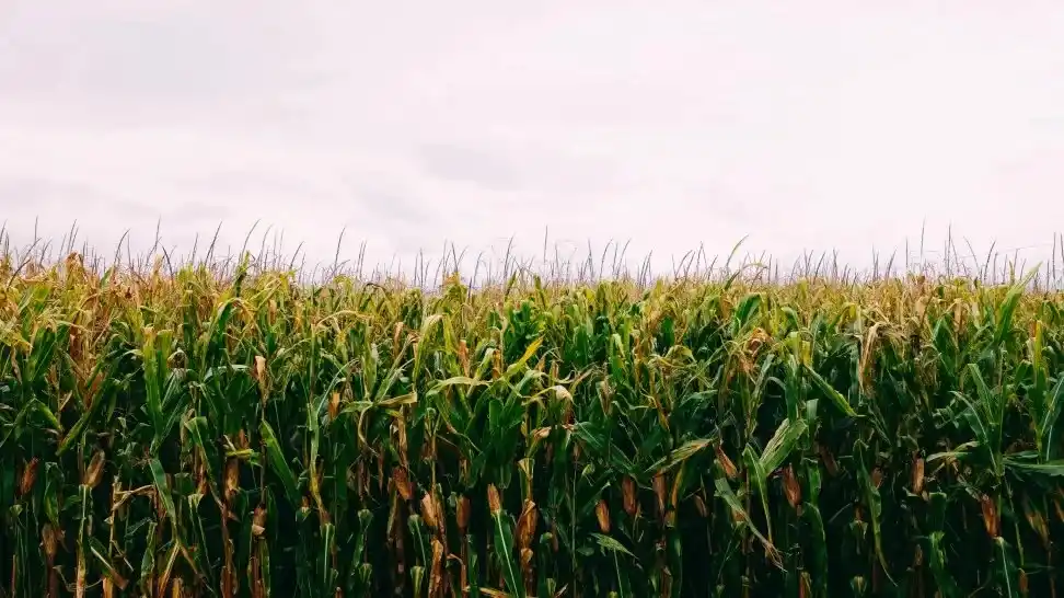 DATO. En el taller se destacó que la eficiencia en la gestión técnica y económica resultará clave para sostener la continuidad del maíz y del poroto en el NOA.