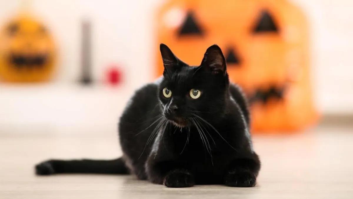 Un ayuntamiento español limita las adopciones de gatos negros por Halloween para prevenir rituales y maltrato