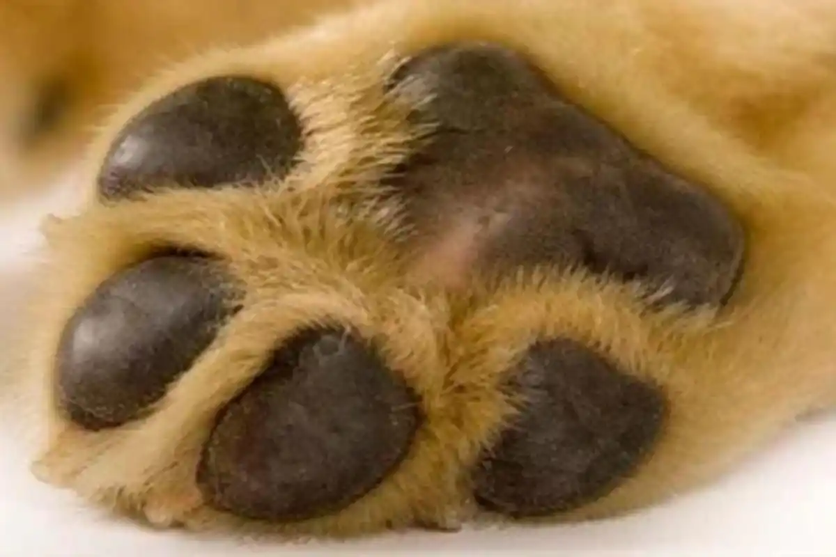 En Mendoza, una pareja contraerá matrimonio y sus cinco perros serán testigos de honor