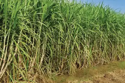 Presentaron la Mesa Cañera: difícil escenario de los productores