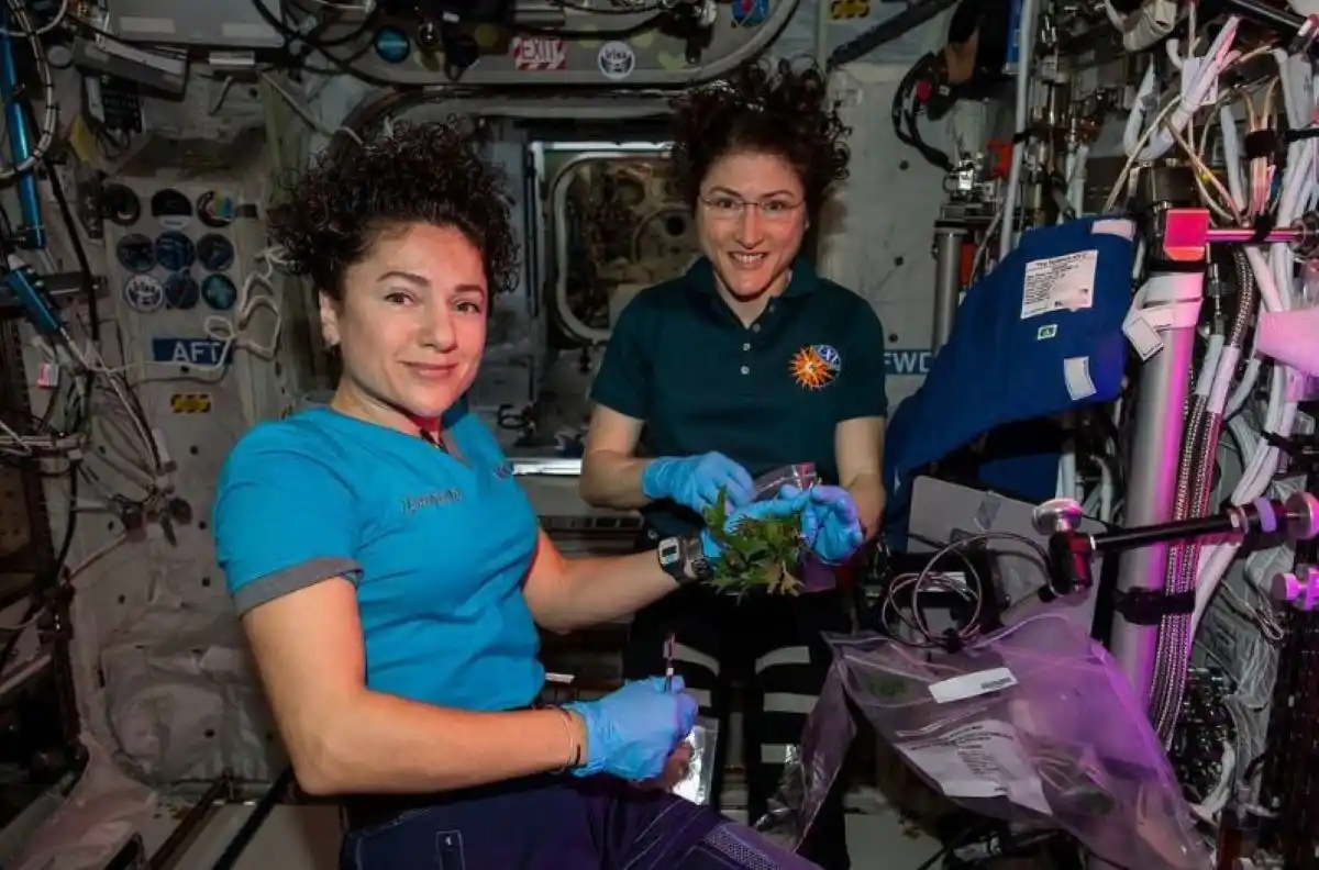 ALIMENTOS. Las astronautas muestran la mizuna que cultivaron en el espacio.