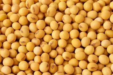 Soja: el 95% de la región núcleo muestra muy buenas reservas hídricas