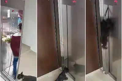 Dramático rescate: un perro quedó colgado de un ascensor y un hombre lo salvó haciéndole RCP