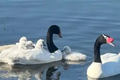 Madres aladas: el amor eterno de los cisnes de cuello negro