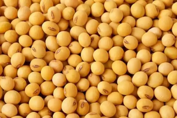 Soja: el 95% de la región núcleo muestra muy buenas reservas hídricas