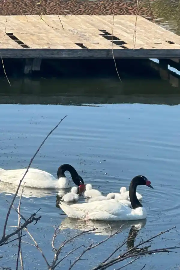 Madres aladas: el amor eterno de los cisnes de cuello negro