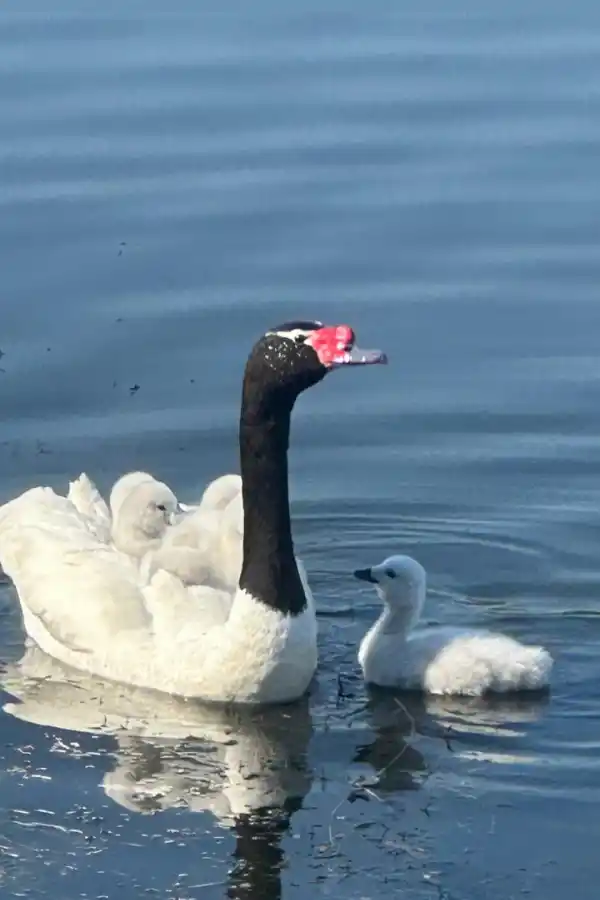 Madres aladas: el amor eterno de los cisnes de cuello negro