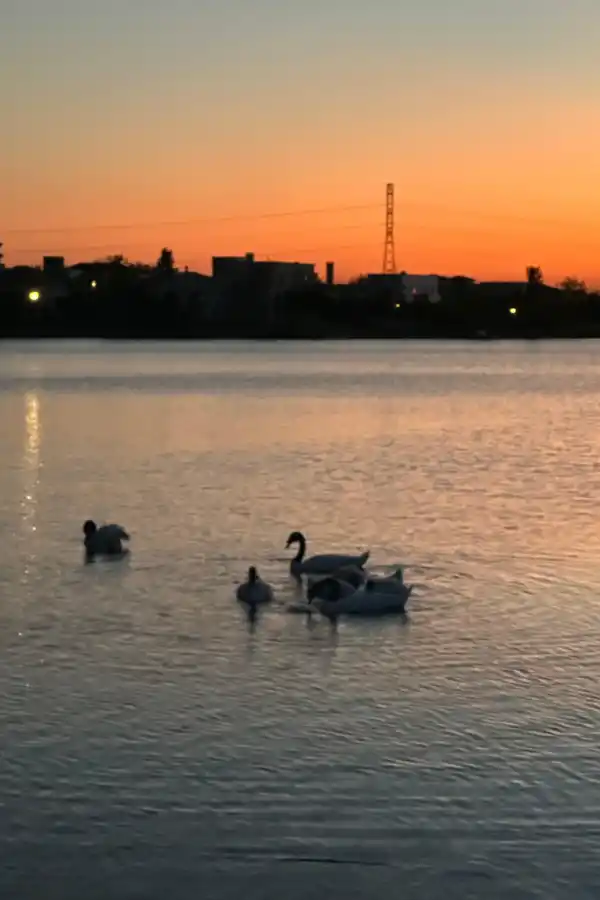 Madres aladas: el amor eterno de los cisnes de cuello negro