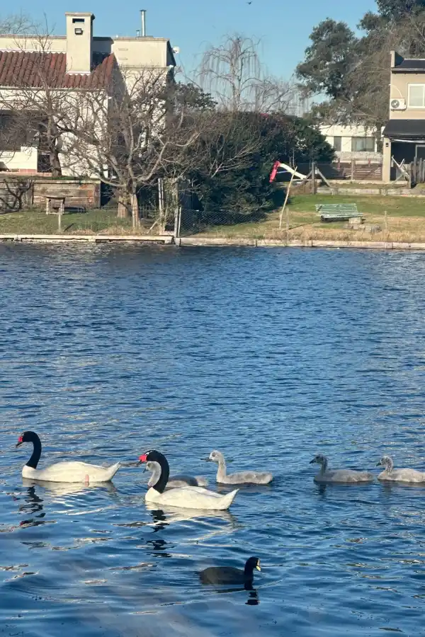 Madres aladas: el amor eterno de los cisnes de cuello negro