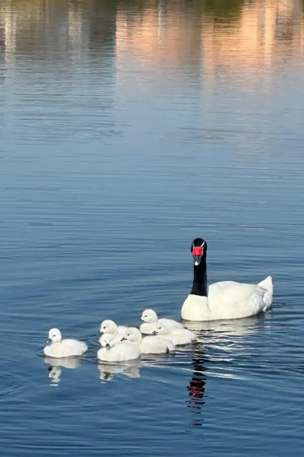 Madres aladas: el amor eterno de los cisnes de cuello negro