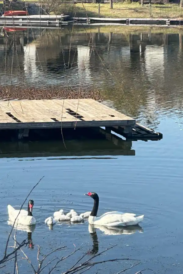 Madres aladas: el amor eterno de los cisnes de cuello negro