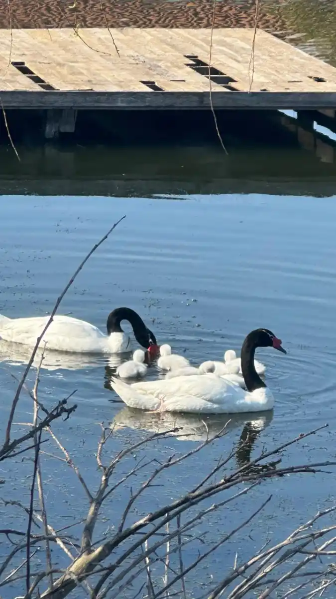 Madres aladas: el amor eterno de los cisnes de cuello negro