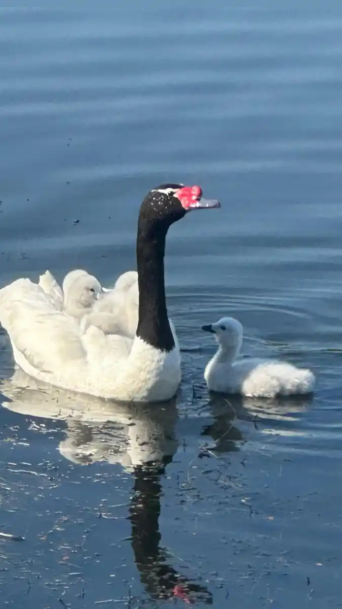 Madres aladas: el amor eterno de los cisnes de cuello negro