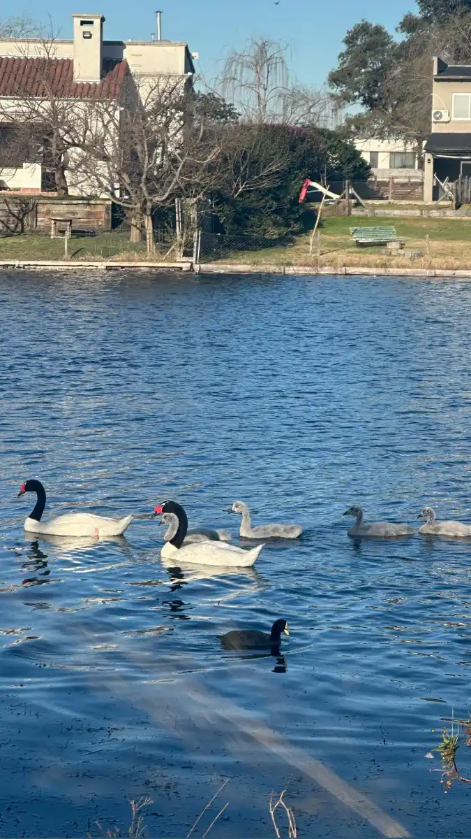 Madres aladas: el amor eterno de los cisnes de cuello negro