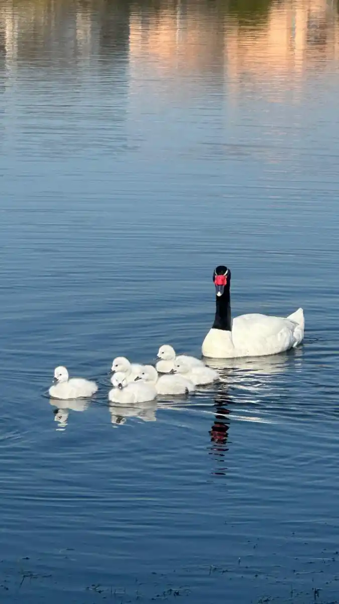 Madres aladas: el amor eterno de los cisnes de cuello negro