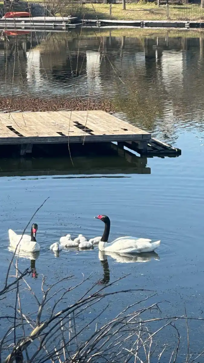 Madres aladas: el amor eterno de los cisnes de cuello negro