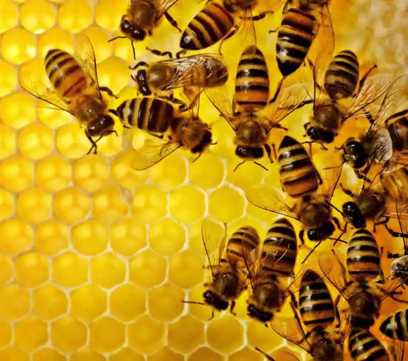 El complejo apícola registró un récord  de exportaciones