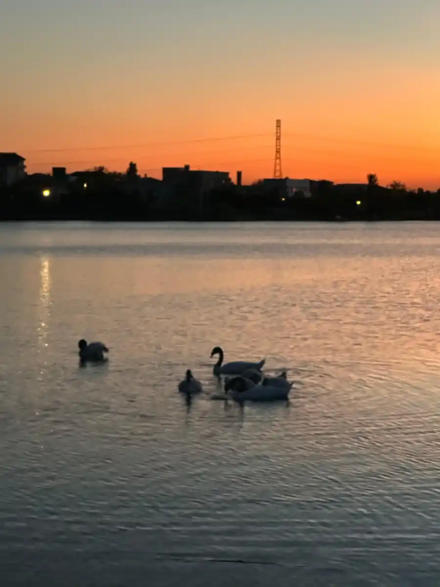 Madres aladas: el amor eterno de los cisnes de cuello negro