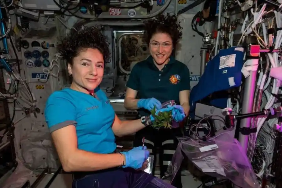 ALIMENTOS. Las astronautas muestran la mizuna que cultivaron en el espacio.