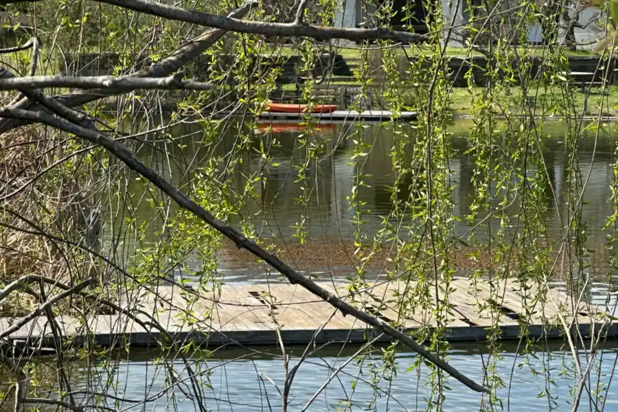 Madres aladas: el amor eterno de los cisnes de cuello negro