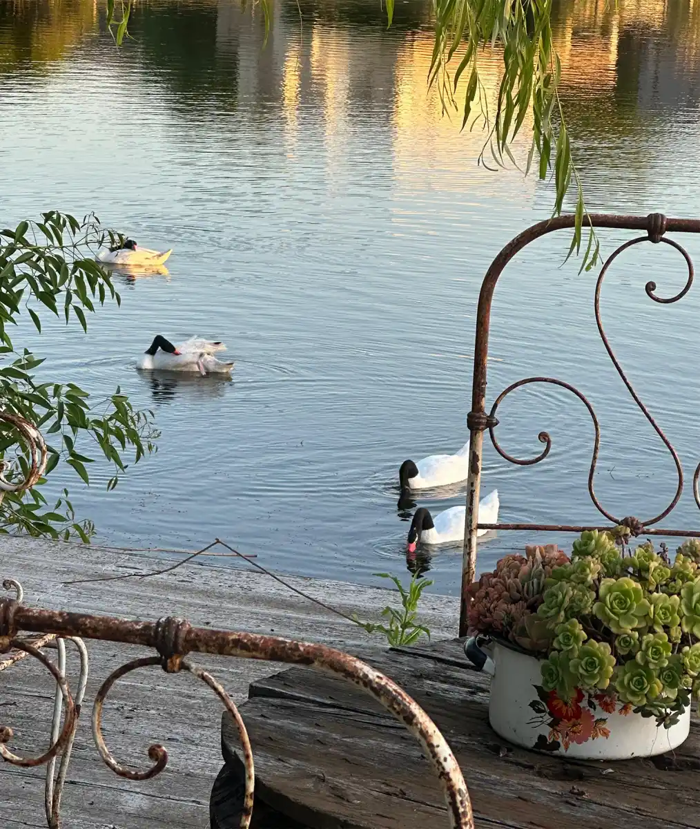 Madres aladas: el amor eterno de los cisnes de cuello negro