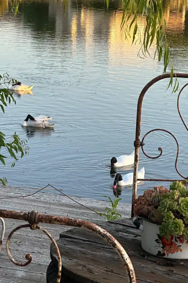 Madres aladas: el amor eterno de los cisnes de cuello negro