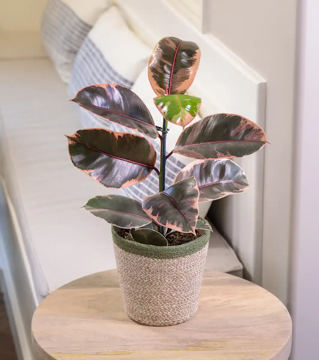 Cinco plantas de interior que purifican el aire de tu casa